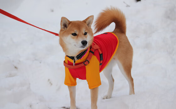 【大谷翔平的双向奇迹】投打表现完美结合助队逆袭,大谷翔平破纪录