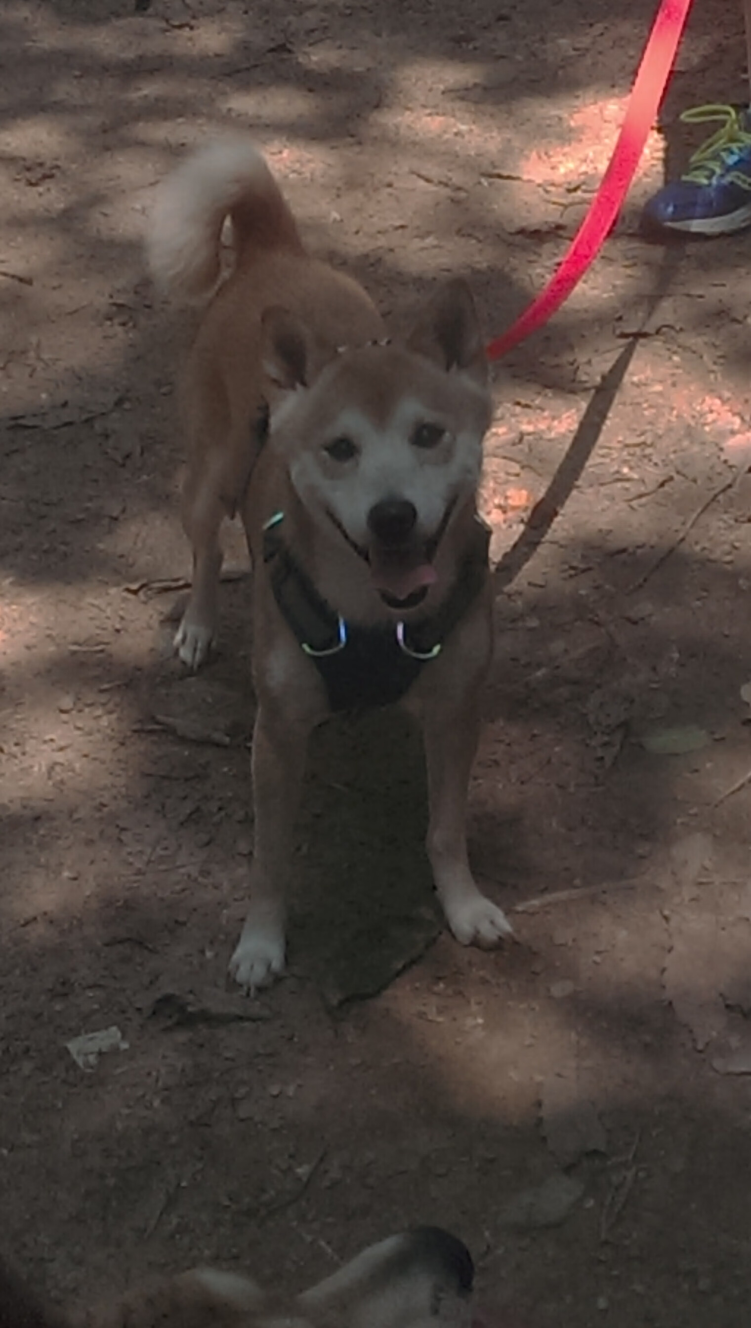 世界青年举重锦标赛:16岁小将打破两项纪录,青少年举重世界纪录