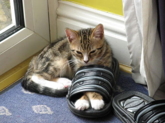 冠军队伍:他们是如何登顶的?,冠军是怎么练出来的