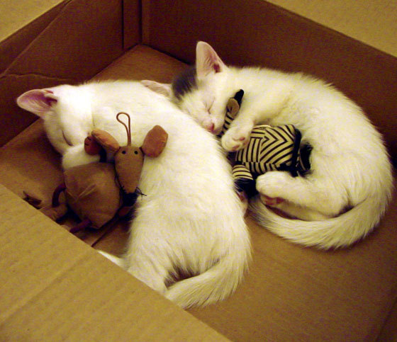 AYX SPORTS-精英阵容：世界排名前十名选手名单公布，世界精英战队