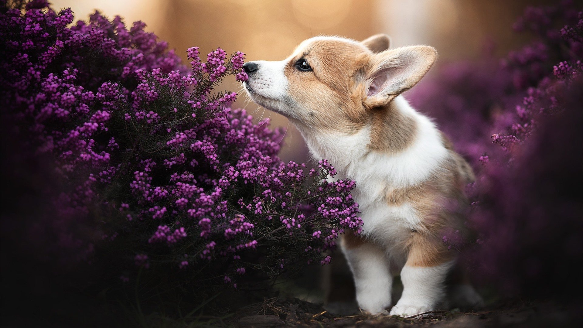 爱游戏娱乐平台-美国马术协会与科技公司合作，开发虚拟现实训练平台，提升骑手技能。