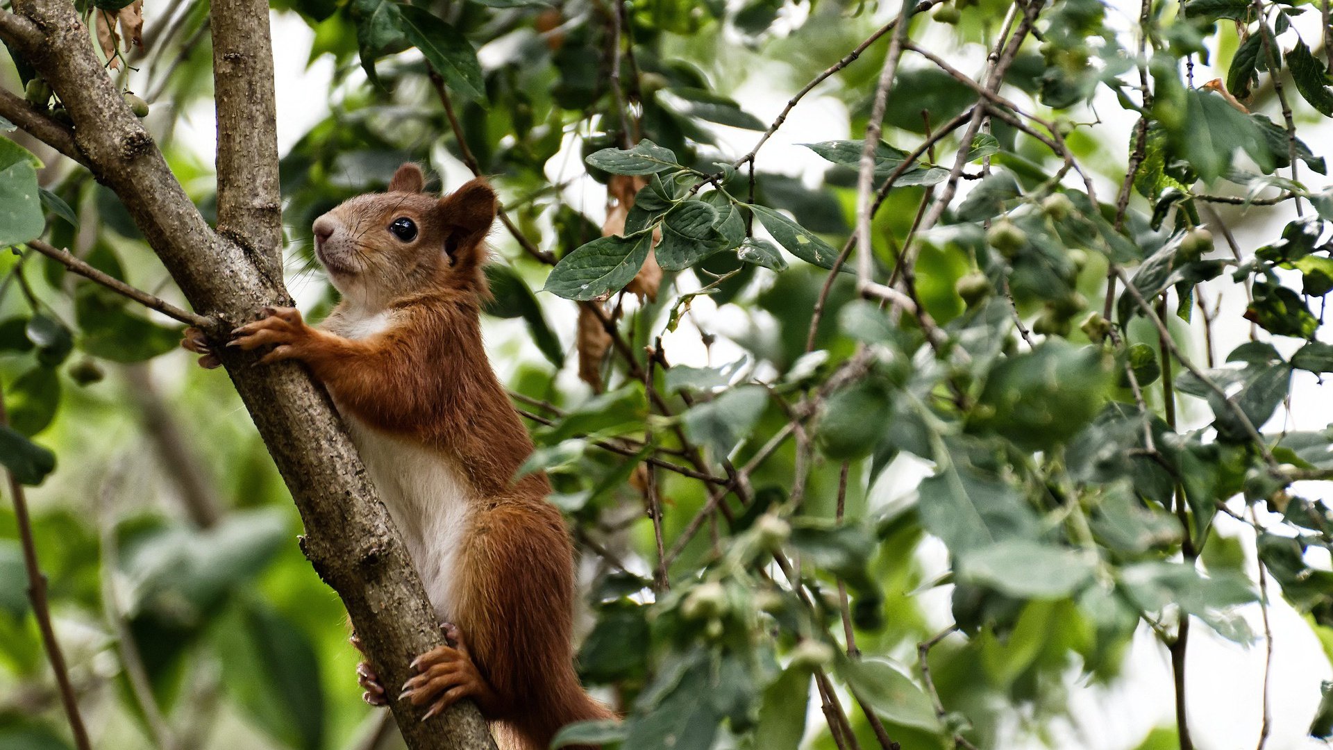草根逆袭:从街头篮球到职业联盟的励志故事,街头篮球创始人