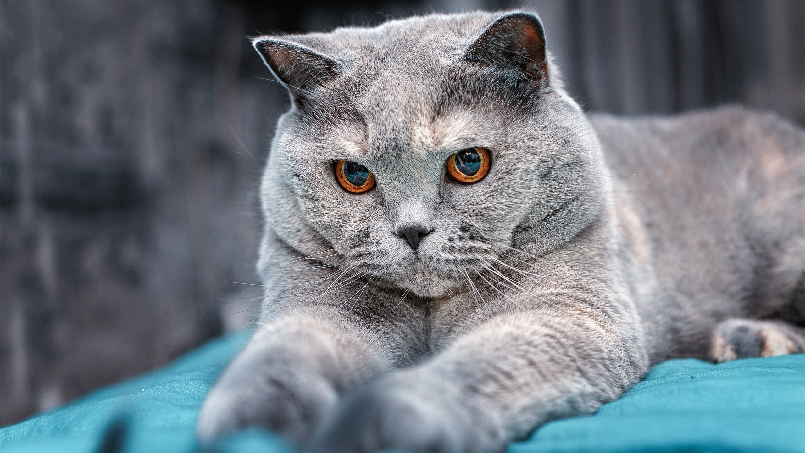 塞尔维亚国家队豪取三分,壮志凌云,塞尔维亚男子足球国家队