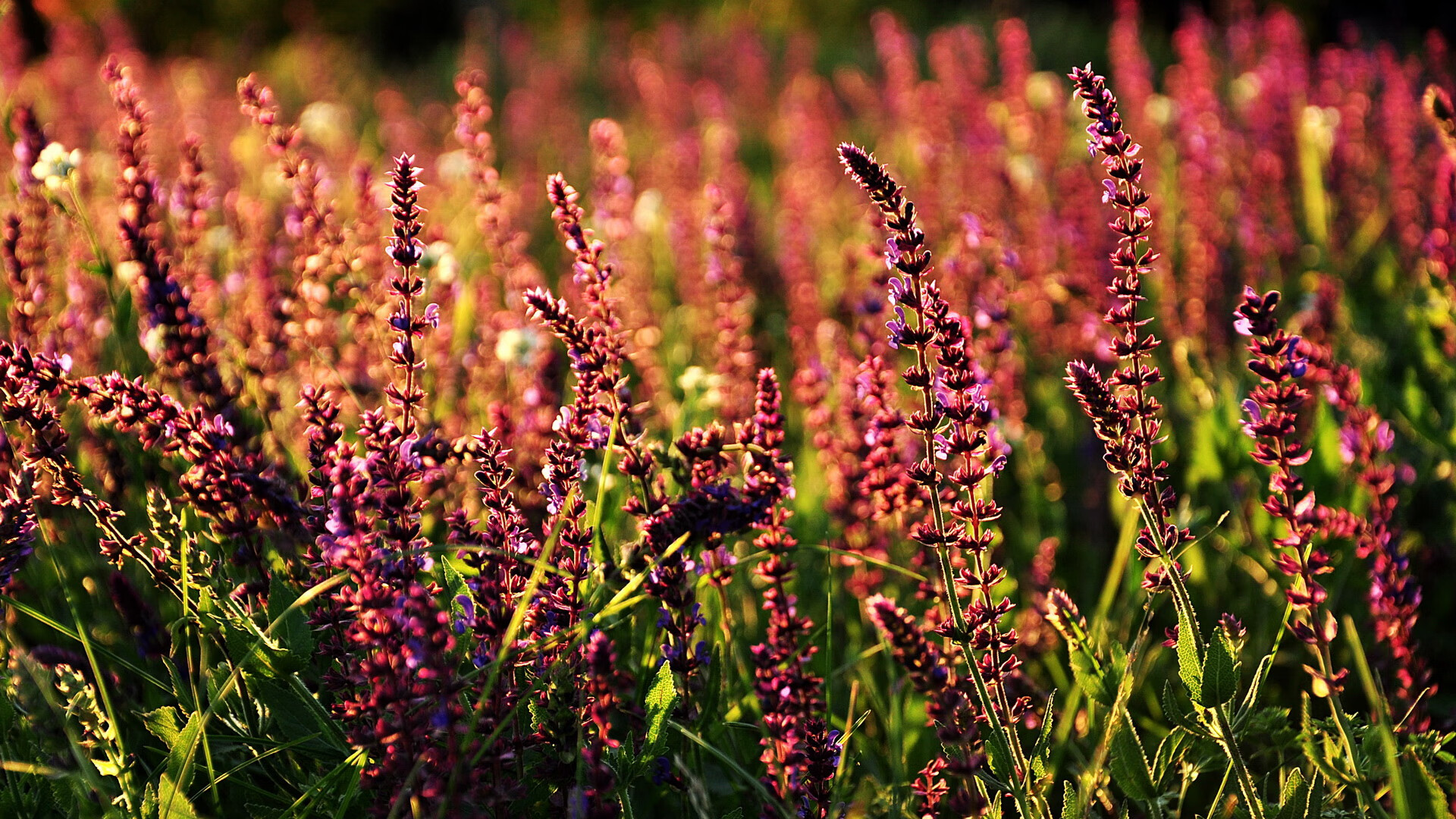 AYX体育官网-巴朗加国王战术调整效果显著，巴朗ap