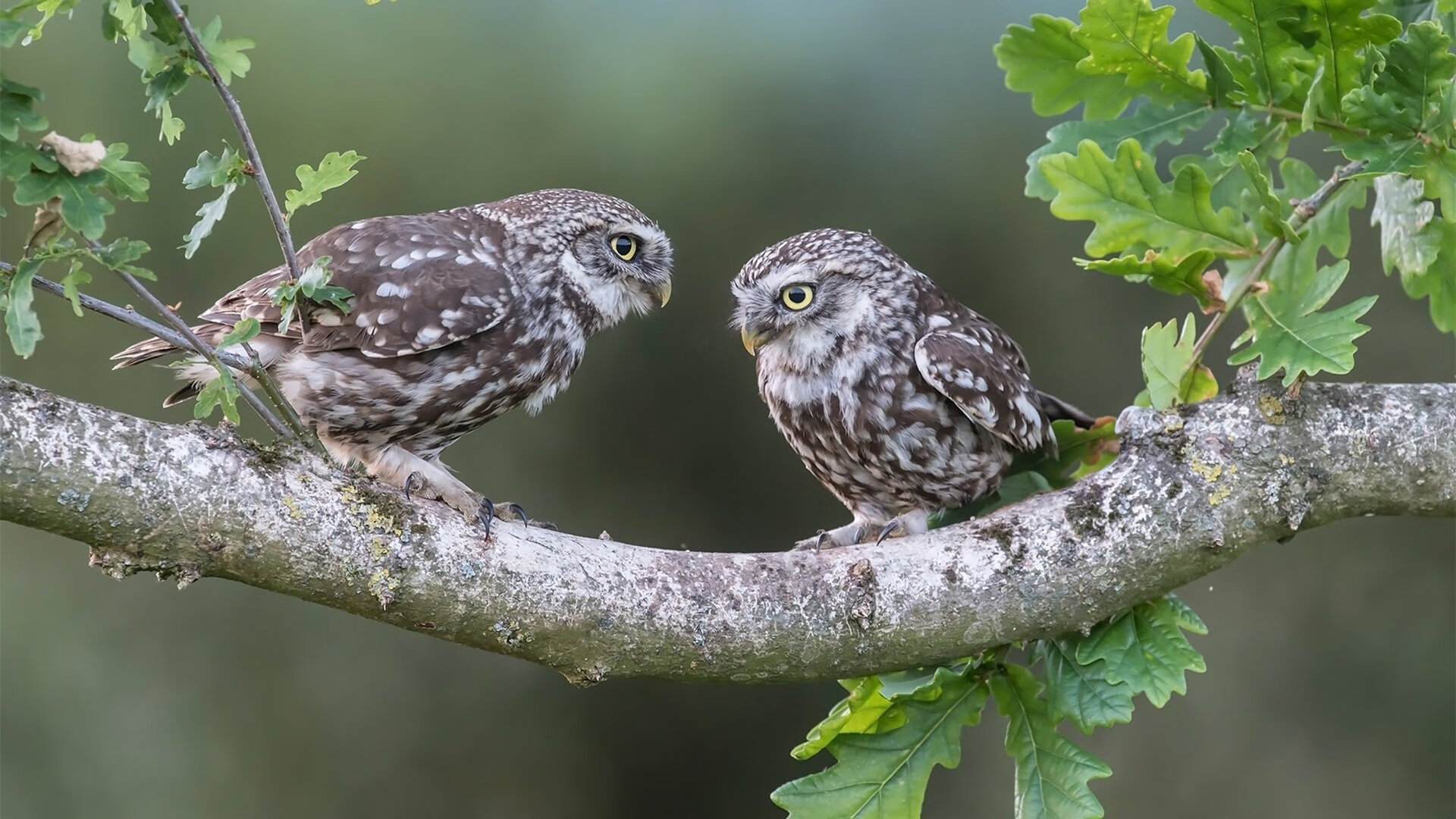 拉科鲁尼亚与巴拉多利德平分秋色,拉科鲁尼亚中锋