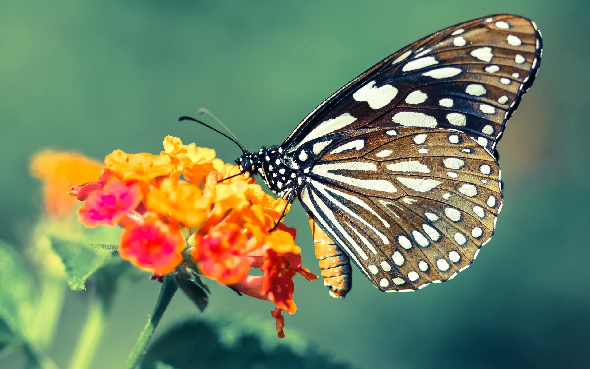 AIYOUXI.COM-斯洛特在比赛中灵活调整阵型，应对不同对手，斯洛特耶斯退役原因