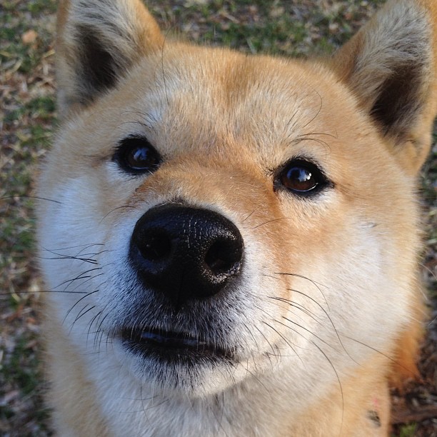 森林狼完封公牛,爱德华兹全场抢断如风,森林狼爱德华兹打什么位置