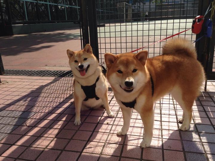 梅西连续传射助攻，球队攻势如虹，梅西发挥