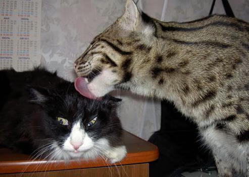 皇家马德里连续五场联赛保持不败,皇家马德里2020