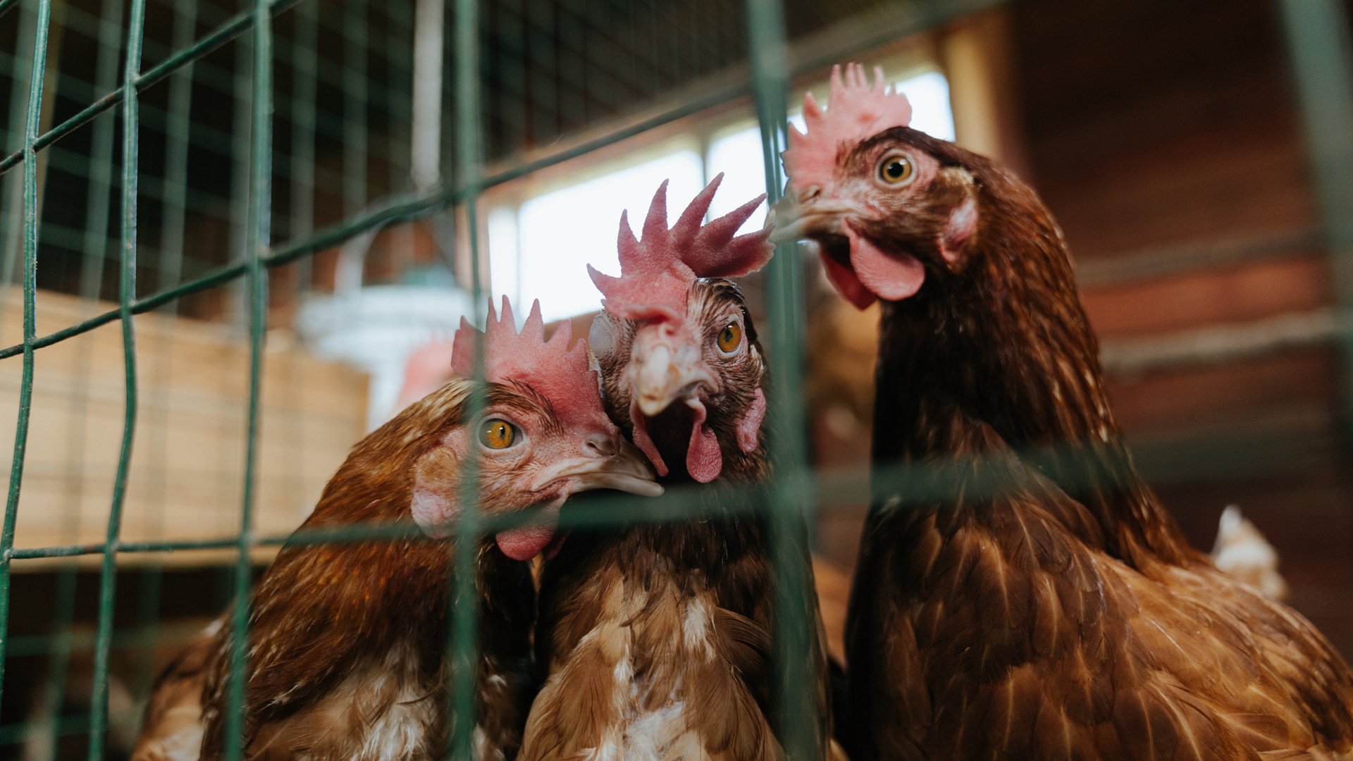 莱比锡连胜稳固领头羊位置,德甲争冠形势喜人,莱比锡vs