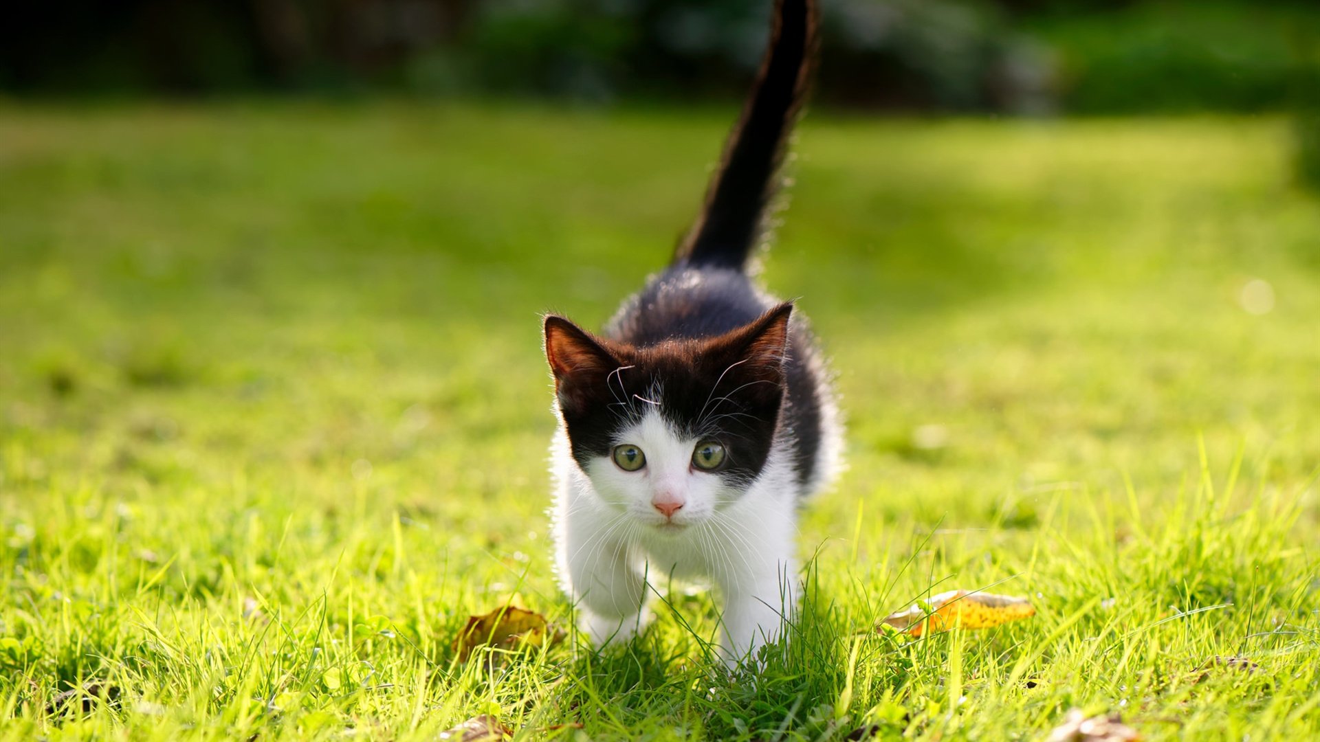 爱游戏电竞官网-鹈鹕队全队合力战胜强敌，豪取四连胜，鹈鹕队的比赛