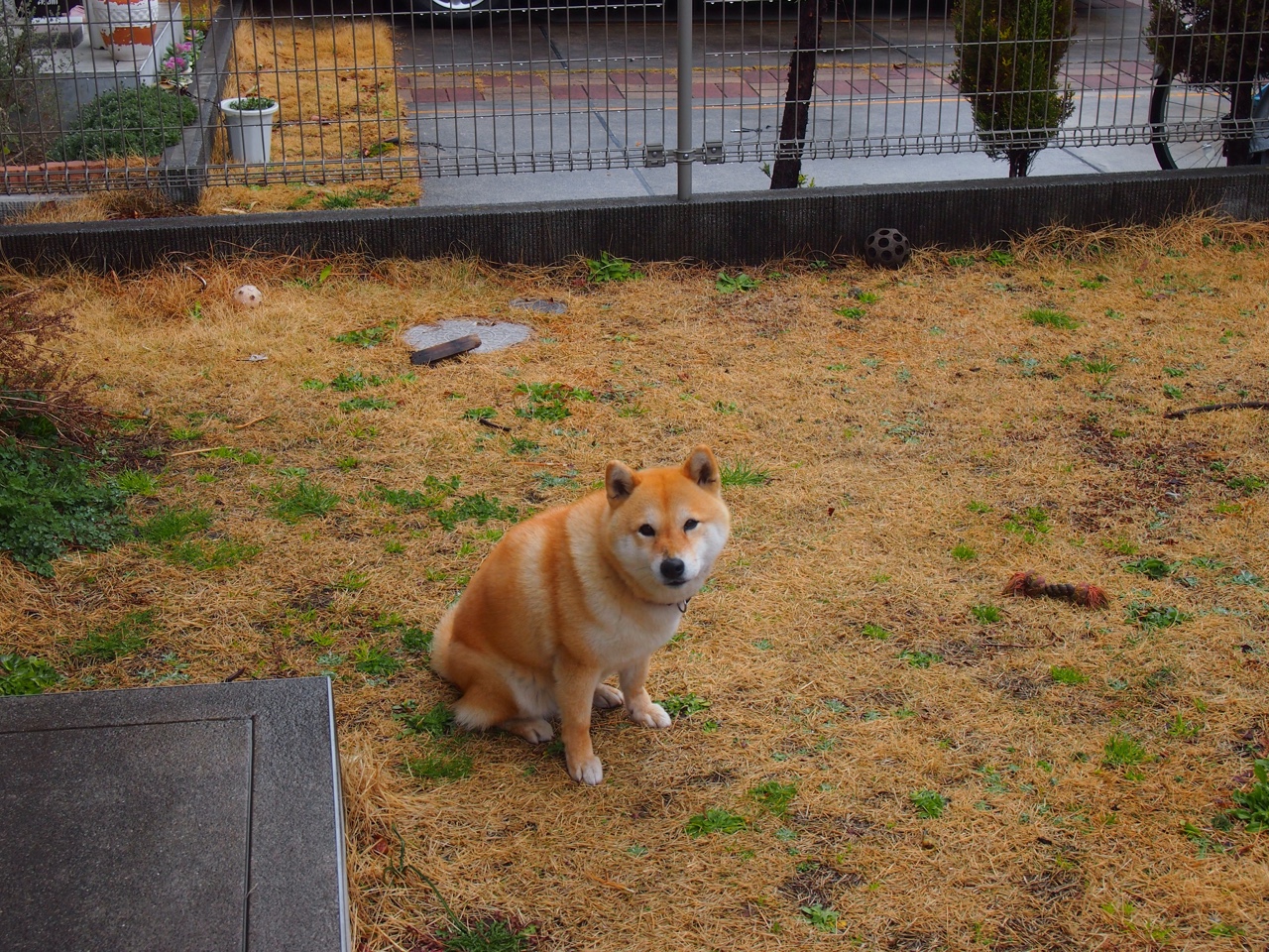 鹈鹕队全队合力战胜强敌，豪取四连胜，鹈鹕队的比赛