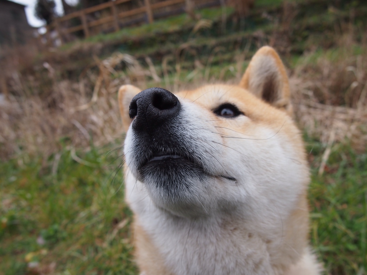 NBA球员全明星投票动态,nba全明星投票规则说明