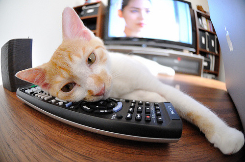 世界八球锦标赛中国夺三项桂冠,世锦赛八强