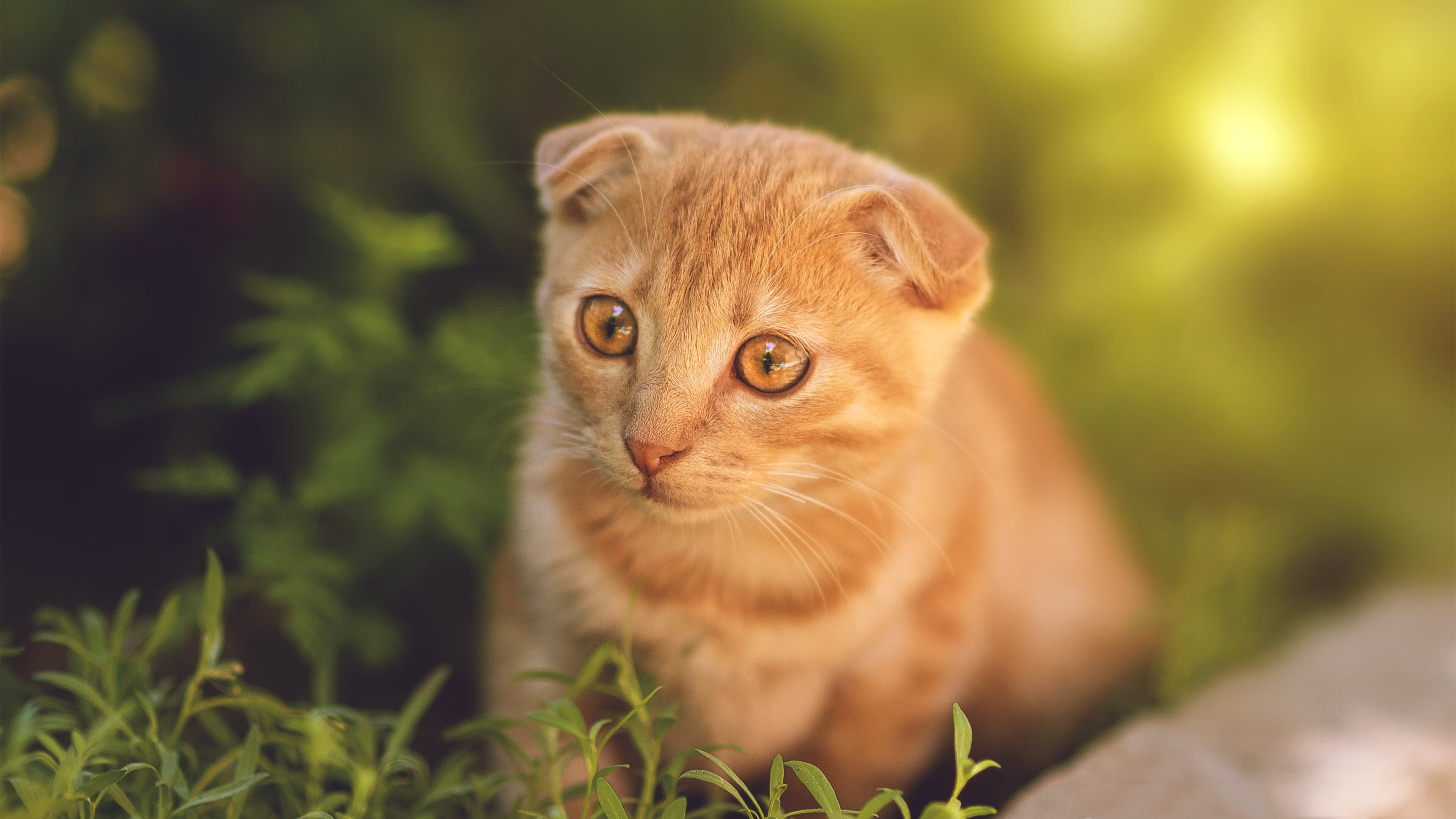 法甲球员认知超负荷状态下的技术动作稳定性评估