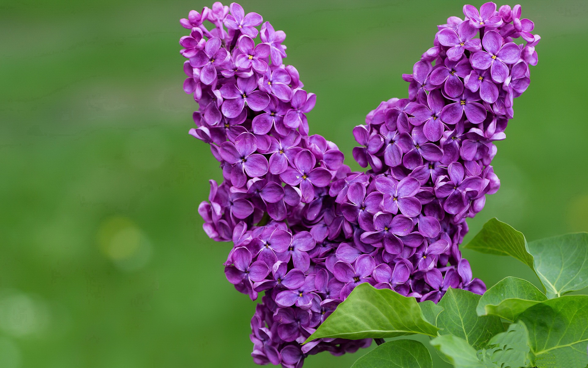 AYX GAMING-英超裁判采用语境预设标准提升临场语言一致性，2021赛季英超裁判