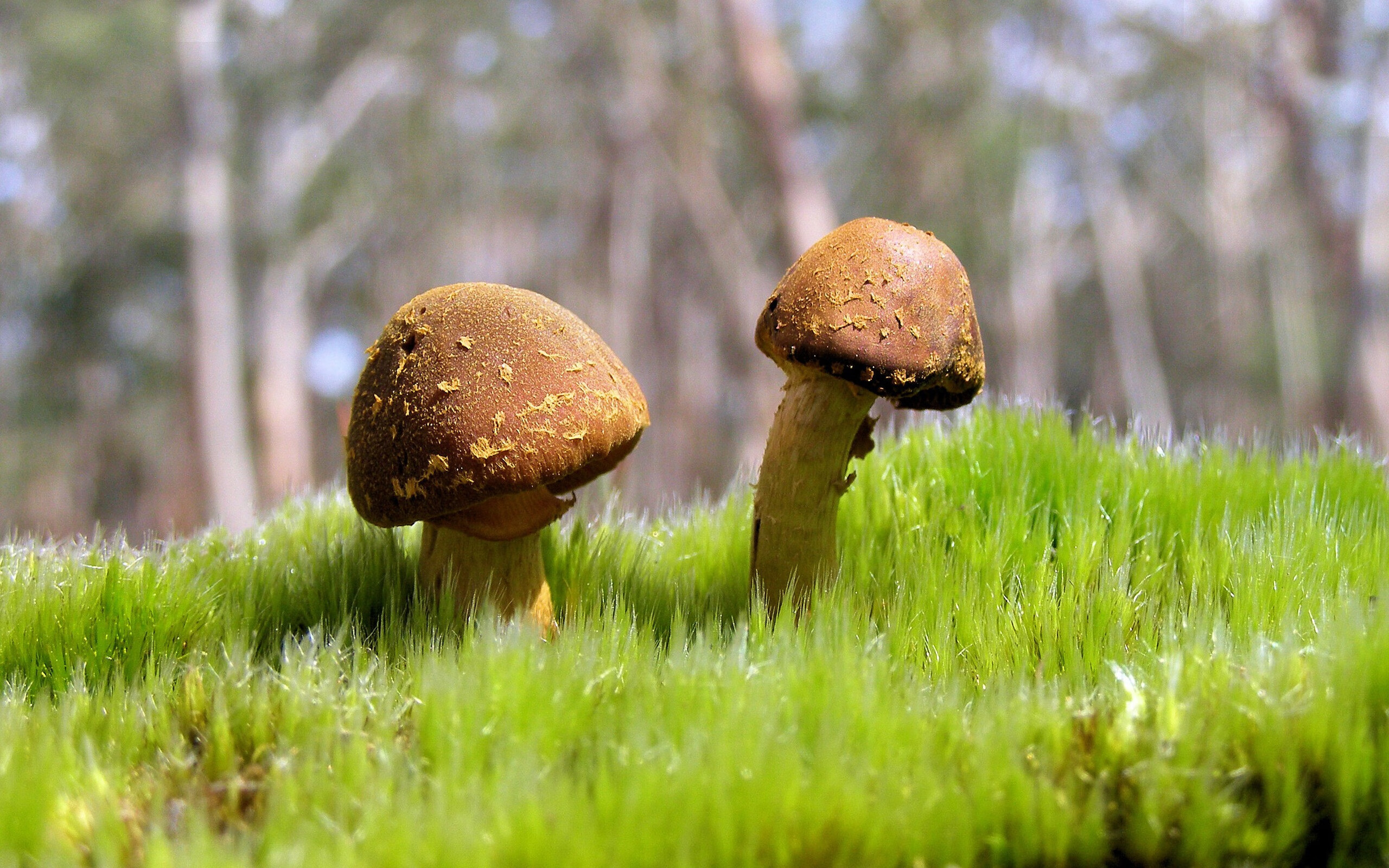 中国三人篮球男队表现稳定 战绩不断攀升，中国三人篮球人员