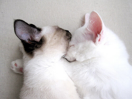 体育新闻中心开展体育传媒人才数字技能提升培训,数字媒体人才培养