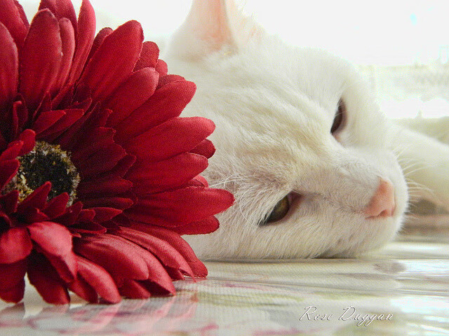 AYX SPORTS-印度赛制解析：全球化背景下的本土发展，印度赛区