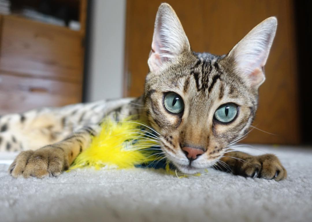 国家队整体战术风格不清晰,国家队整体战术风格不清晰怎么办