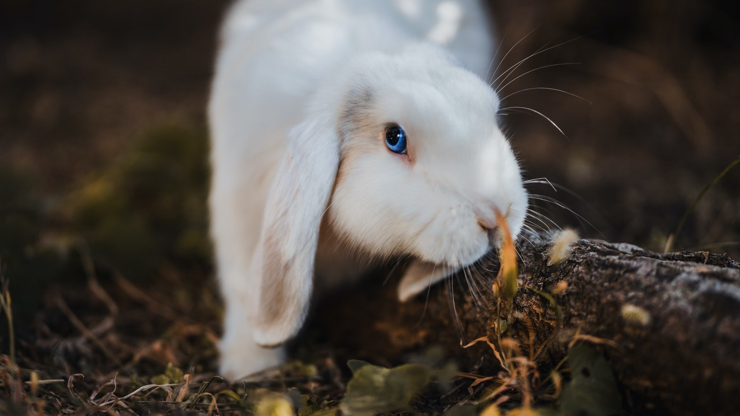 爱游戏体育平台-球队连续作战状态下是否易出现传接球失误增多，球队连续两天客场作战
