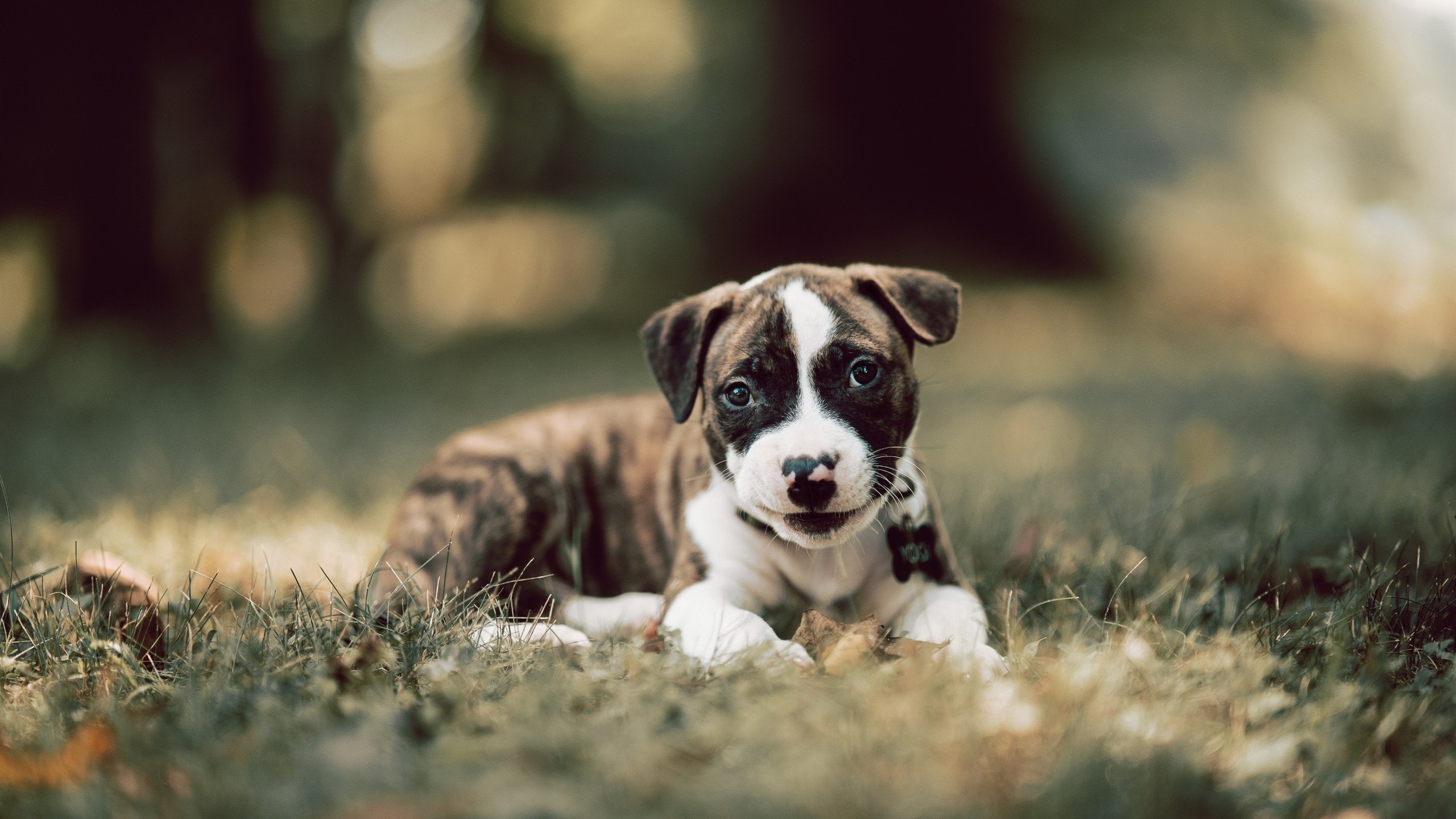 布克外线开火太阳早早确立领先优势,布克36分太阳险胜火箭