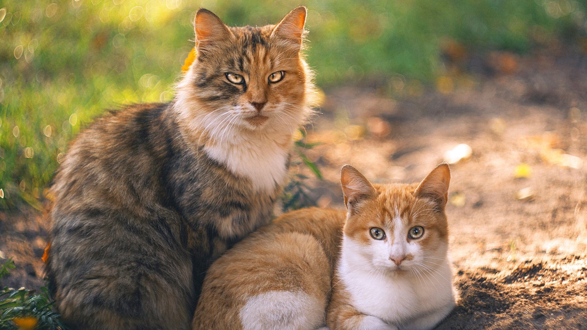 新闻中心报道全国高校体育竞赛开幕安排,全国大学生体育比赛2021