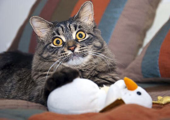 爱游戏体育app-自由泳项目荷兰男将展现速度，荷兰弟游泳